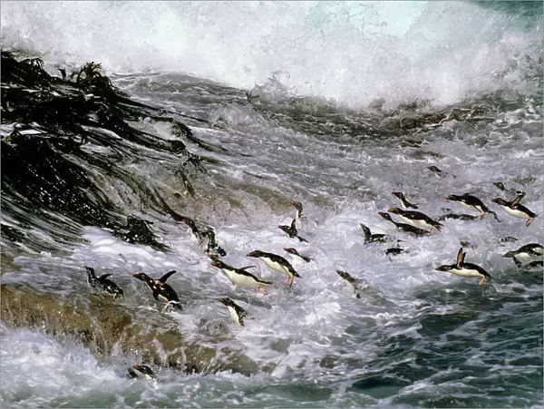 Rockhopper penguins - surfing in to shore, New Island, Falkland Islands, South Atlantic, Islands in the southern oceans JPF31285
