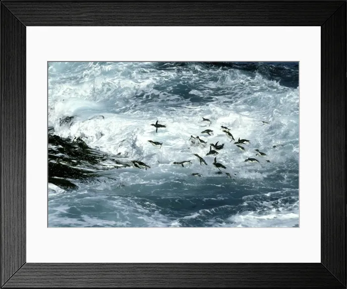 Framed Print : Rockhopper Penguins - surfing into shore, New Island, Falkland Islands, South Atlantic, Islands in the southern oceans JPF31282 Framed Print : Rockhopper Penguins - surfing into shore, New Island, Falkland Islands, South Atlantic, Islands in the southern oceans JPF31282