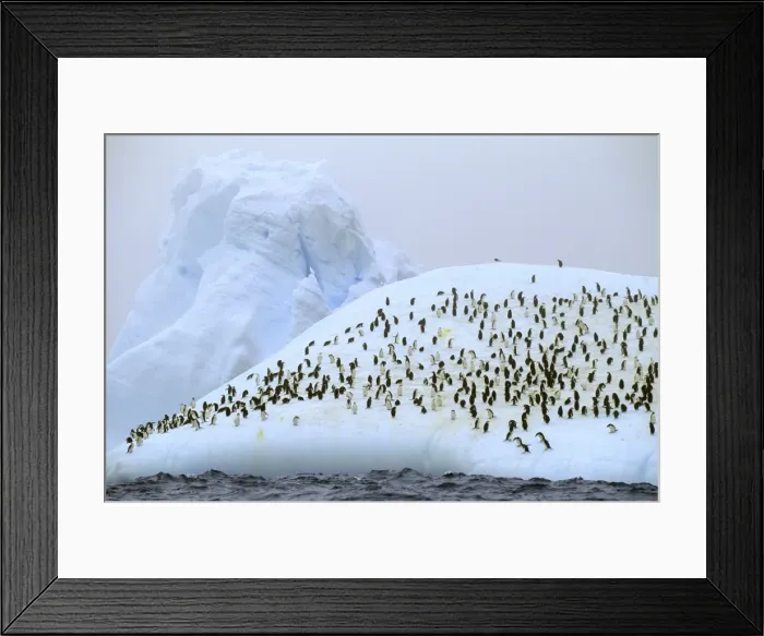 Framed Print : Chinstrap Penguins - On iceberg, Antarctic region, Islands in the southern oceans, Antarctic peninsular JPF30975 Framed Print : Chinstrap Penguins - On iceberg, Antarctic region, Islands in the southern oceans, Antarctic peninsular JPF30975