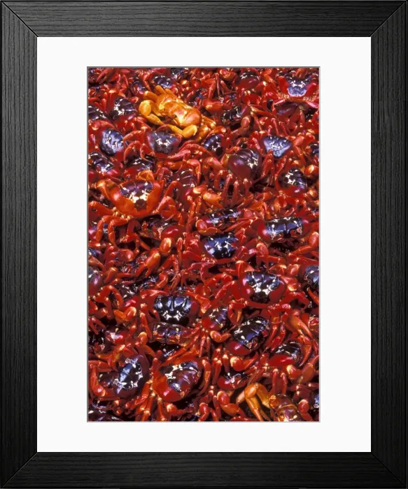 Framed Print : Red Crab (A land crab) - Females after spawning - Christmas Island - Indian Ocean (Australian Territory) JPF34990 Framed Print : Red Crab (A land crab) - Females after spawning - Christmas Island - Indian Ocean (Australian Territory) JPF34990