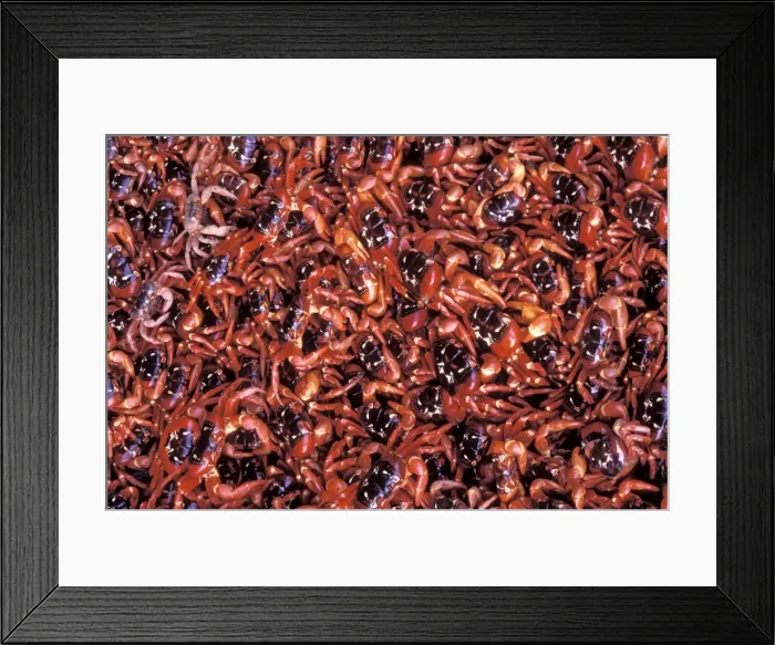 Framed Print : Red Crab (A land crab) - Females after spawning and two late arrivals still carrying eggs (paler colouration) - Christmas Island - Indian Ocean (Australian Territory) JPF35717 Framed Print : Red Crab (A land crab) - Females after spawning and two late arrivals still carrying eggs (paler colouration) - Christmas Island - Indian Ocean (Australian Territory) JPF35717