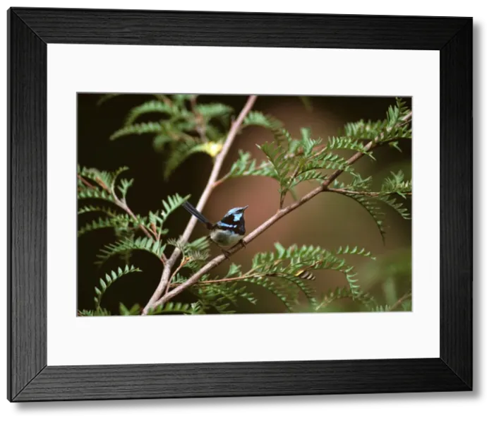 Framed Print : Superb Fairy-Wren - male in breeding plumage - New South Wales - Australia - South Eastern Australia JPF27082v Framed Print : Superb Fairy-Wren - male in breeding plumage - New South Wales - Australia - South Eastern Australia JPF27082v
