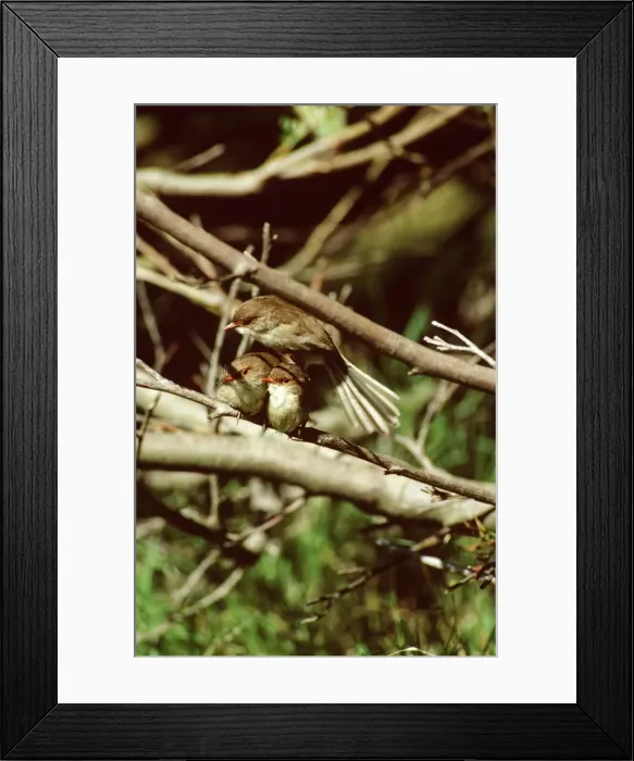 Framed Print : Superb Fairy-Wren - Group of females - New South Wales - Australia - South Eastern Australia JPF27073 Framed Print : Superb Fairy-Wren - Group of females - New South Wales - Australia - South Eastern Australia JPF27073