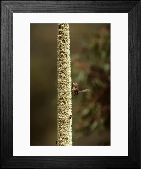Framed Print : Superb Fairy-Wren - Female attracted to Grass tree in flower, Fraser Island, Queensland, Australia, south eastern Australia JPF19896 Framed Print : Superb Fairy-Wren - Female attracted to Grass tree in flower, Fraser Island, Queensland, Australia, south eastern Australia JPF19896