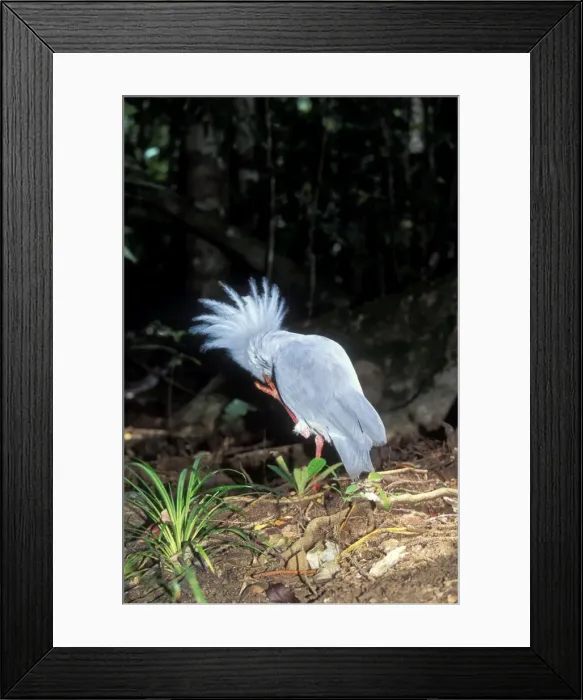 Framed Print : Kagu - Scratching face - New Caledonia, endemic to rainforests of New Caledonia JPF45428 Framed Print : Kagu - Scratching face - New Caledonia, endemic to rainforests of New Caledonia JPF45428