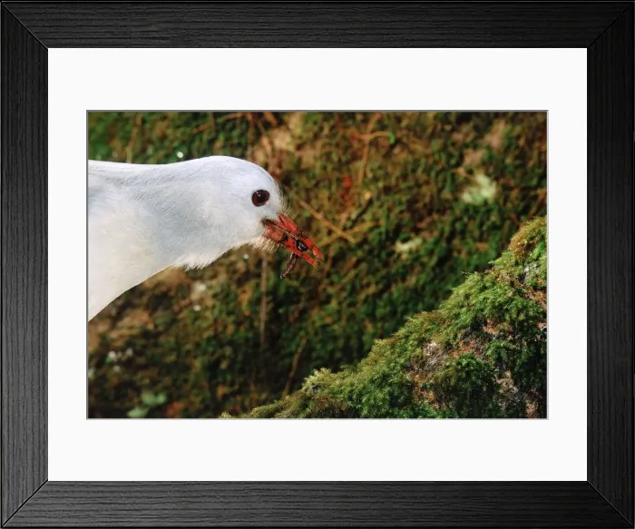 Framed Print : Kagu (Rhynochetos jubatus) with insect, New Caledonia, endemic to rainforests of New Caledonia JPF47247 Framed Print : Kagu (Rhynochetos jubatus) with insect, New Caledonia, endemic to rainforests of New Caledonia JPF47247