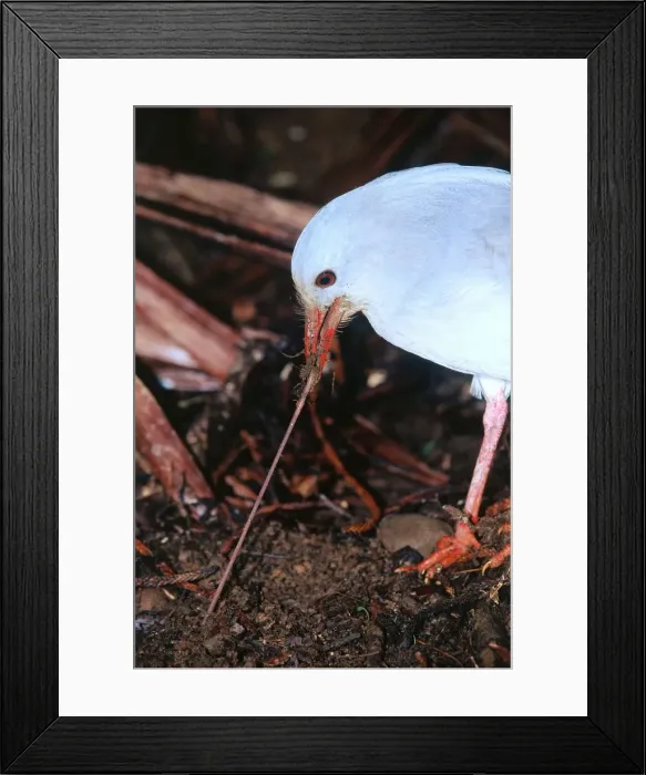 Framed Print : Kagu (Rhynochetos jubatus) with earthworm. In the Riviere Bleue reserve in the wet season earthworms are the main constituent of the Kagu diet (about 70 percent), New Caledonia, endemic to rainforests of New Caledonia - JPF47248 Framed Print : Kagu (Rhynochetos jubatus) with earthworm. In the Riviere Bleue reserve in the wet season earthworms are the main constituent of the Kagu diet (about 70 percent), New Caledonia, endemic to rainforests of New Caledonia - JPF47248