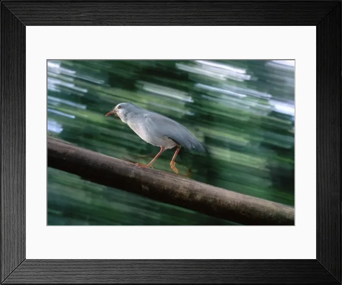Framed Print : Kagu (Rhynochetos jubatus) running up log. The wings are also used when the bird tries to run faster, or to act as brake when jumping off a perch. New Caledonia, endemic to rainforests of New Caledonia JPF47252 Framed Print : Kagu (Rhynochetos jubatus) running up log. The wings are also used when the bird tries to run faster, or to act as brake when jumping off a perch. New Caledonia, endemic to rainforests of New Caledonia JPF47252