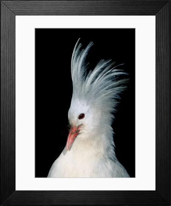 Framed Print : Kagu (Rhynochetos jubatus) portrait, male with crest erect. When two Kagus meet, even members of a pair, the male raises its crest, the female sometimes also. If another male enters the territory, a fight may occur Framed Print : Kagu (Rhynochetos jubatus) portrait, male with crest erect. When two Kagus meet, even members of a pair, the male raises its crest, the female sometimes also. If another male enters the territory, a fight may occur