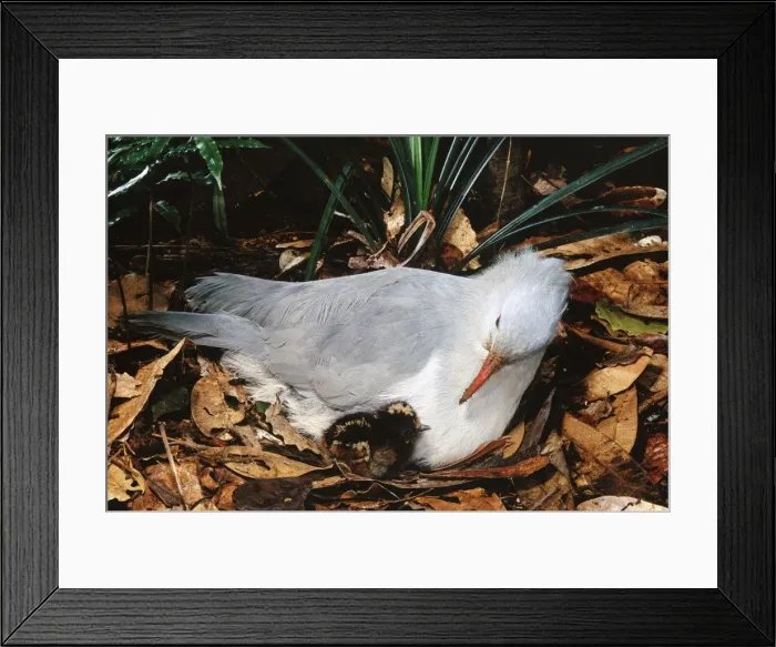 Framed Print : Kagu (Rhynochetos jubatus) With chick 7-8 hours old, New Caledonia, endemic to rainforests of New Caledonia JPF47269 Framed Print : Kagu (Rhynochetos jubatus) With chick 7-8 hours old, New Caledonia, endemic to rainforests of New Caledonia JPF47269