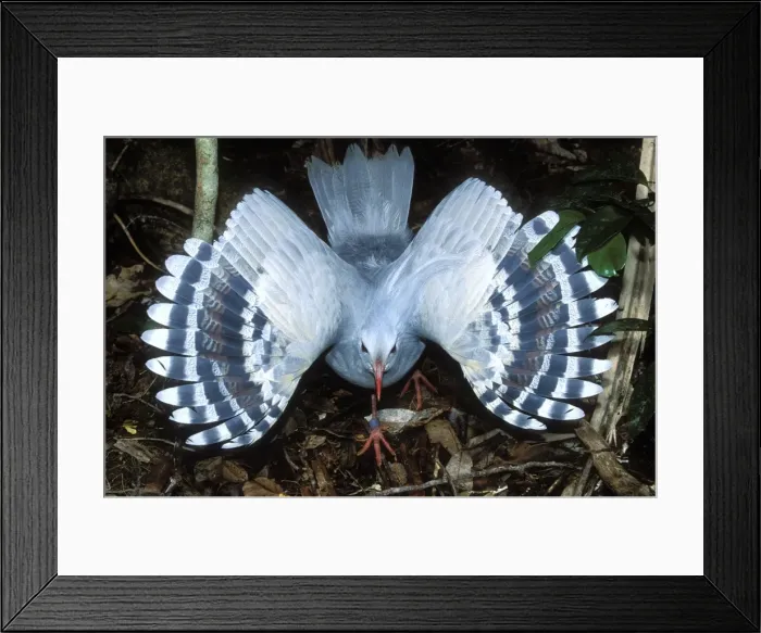 Framed Print : Kagu (Rhynochetos jubatus) threat display, female protecting chick from the photographer. New Caledonia, endemic to rainforests of New Caledonia JPF47274 Framed Print : Kagu (Rhynochetos jubatus) threat display, female protecting chick from the photographer. New Caledonia, endemic to rainforests of New Caledonia JPF47274