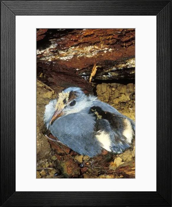 Framed Print : Kagu (Rhynochetos jubatus) six-week chick, New Caledonia, endemic to rainforests of New Caledonia JPF47278 Framed Print : Kagu (Rhynochetos jubatus) six-week chick, New Caledonia, endemic to rainforests of New Caledonia JPF47278