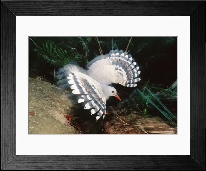 Framed Print : Kagu (Rhynochetos jubatus) threat display. The female tries to led the surce of danger away from the well-camouflaged chick. New Caledonia, endemic to rainforests of New Caledonia JPF47275 Framed Print : Kagu (Rhynochetos jubatus) threat display. The female tries to led the surce of danger away from the well-camouflaged chick. New Caledonia, endemic to rainforests of New Caledonia JPF47275