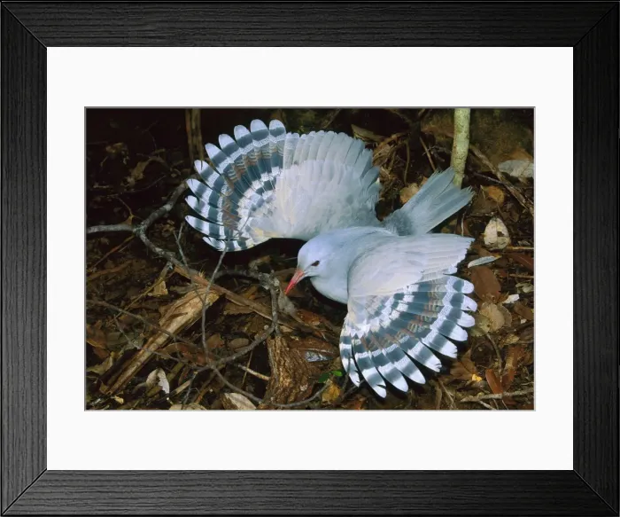 Framed Print : Kagu (Rhynochetos jubatus) threat display, New Caledonia, endemic to rainforests of New Caledonia JPF50354 Framed Print : Kagu (Rhynochetos jubatus) threat display, New Caledonia, endemic to rainforests of New Caledonia JPF50354