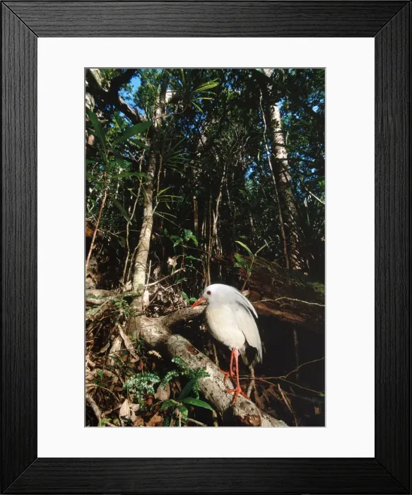 Framed Print : Kagu (Rhynochetos jubatus) in rainforest habitat, New Caledonia, endemic to rainforests of New Caledonia JPF50344 Framed Print : Kagu (Rhynochetos jubatus) in rainforest habitat, New Caledonia, endemic to rainforests of New Caledonia JPF50344