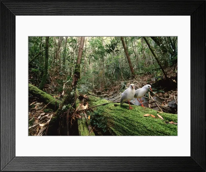 Framed Print : Kagu (Rhynochetos jubatus) mating pair, New Caledonia, endemic to rainforests of New Caledonia JPF50347 Framed Print : Kagu (Rhynochetos jubatus) mating pair, New Caledonia, endemic to rainforests of New Caledonia JPF50347