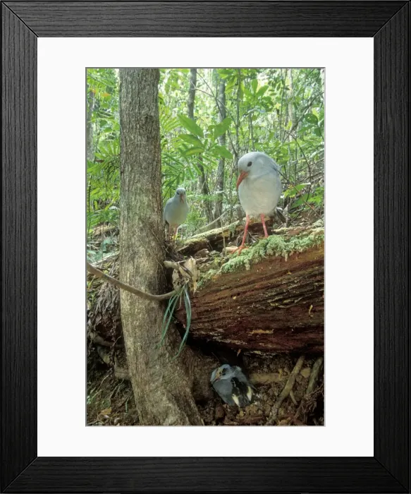 Framed Print : Kagu (Rhynochetos jubatus) parents leaving chick part-hidden while they forage, New Caledonia, endemic to rainforests of New Caledonia JPF50396 Framed Print : Kagu (Rhynochetos jubatus) parents leaving chick part-hidden while they forage, New Caledonia, endemic to rainforests of New Caledonia JPF50396