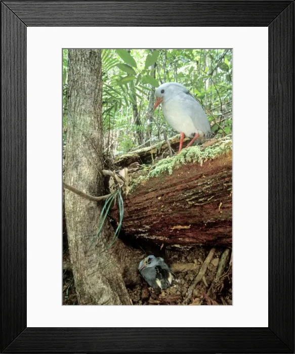 Framed Print : Kagu (Rhynochetos jubatus) parents leaving chick part-hidden while they forage, New Caledonia, endemic to rainforests of New Caledonia JPF50388 Framed Print : Kagu (Rhynochetos jubatus) parents leaving chick part-hidden while they forage, New Caledonia, endemic to rainforests of New Caledonia JPF50388