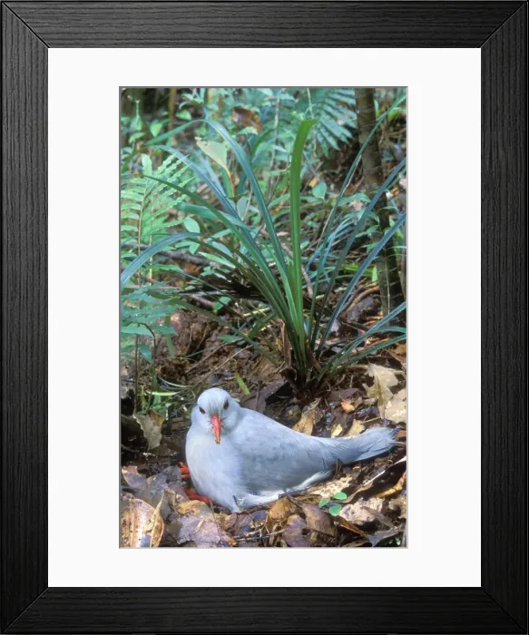 Framed Print : Kagu (Rhynochetos jubatus) On Nest incubating (30-35 days) New Caledonia, endemic to rainforests of New Caledonia JPF50410 Framed Print : Kagu (Rhynochetos jubatus) On Nest incubating (30-35 days) New Caledonia, endemic to rainforests of New Caledonia JPF50410