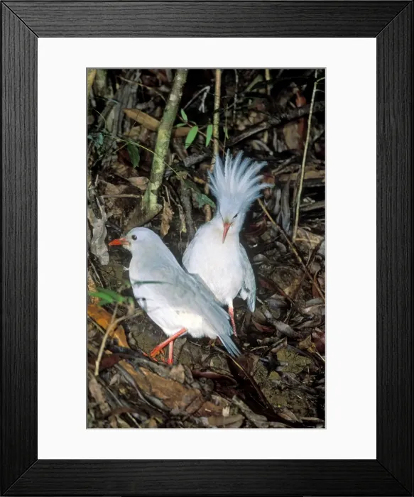 Framed Print : Kagu (Rhynochetos jubatus) territorial display (on meeting another bird), New Caledonia, endemic to rainforests of New Caledonia JPF50736 Framed Print : Kagu (Rhynochetos jubatus) territorial display (on meeting another bird), New Caledonia, endemic to rainforests of New Caledonia JPF50736