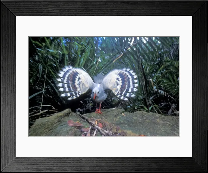 Framed Print : Kagu (Rhynochetos jubatus) threat display, New Caledonia, endemic to rainforests of New Caledonia JPF50424 Framed Print : Kagu (Rhynochetos jubatus) threat display, New Caledonia, endemic to rainforests of New Caledonia JPF50424