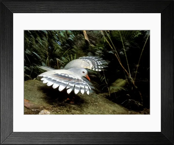 Framed Print : Kagu (Rhynochetos jubatus) threat display, New Caledonia, endemic to rainforests of New Caledonia JPF50423 Framed Print : Kagu (Rhynochetos jubatus) threat display, New Caledonia, endemic to rainforests of New Caledonia JPF50423