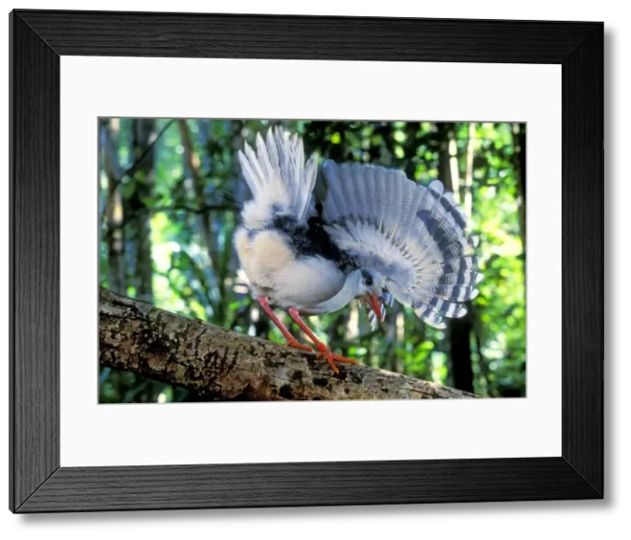 Framed Print : Kagu (Rhynochetos jubatus) walking on fallen tree while displaying (threat display), New Caledonia, endemic to rainforests of New Caledonia JPF50450 Framed Print : Kagu (Rhynochetos jubatus) walking on fallen tree while displaying (threat display), New Caledonia, endemic to rainforests of New Caledonia JPF50450