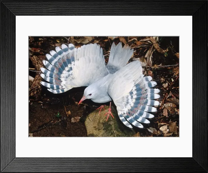 Framed Print : Kagu (Rhynochetos jubatus) threat display, New Caledonia, endemic to rainforests of New Caledonia JPF50429 Framed Print : Kagu (Rhynochetos jubatus) threat display, New Caledonia, endemic to rainforests of New Caledonia JPF50429
