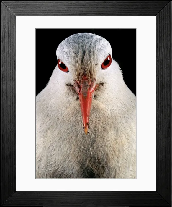 Framed Print : Kagu (Rhynochetos jubatus) close up, showing binocular vision that allows the bird to hunt small prey on the dark rainforest floor, New Caledonia, endemic to rainforests of New Caledonia JPF50482 Framed Print : Kagu (Rhynochetos jubatus) close up, showing binocular vision that allows the bird to hunt small prey on the dark rainforest floor, New Caledonia, endemic to rainforests of New Caledonia JPF50482