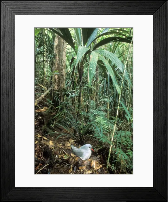 Framed Print : Kagu (Rhynochetos jubatus) on nest (incubation: 34-35 days), New Caledonia, endemic to rainforests of New Caledonia JPF51296 Framed Print : Kagu (Rhynochetos jubatus) on nest (incubation: 34-35 days), New Caledonia, endemic to rainforests of New Caledonia JPF51296