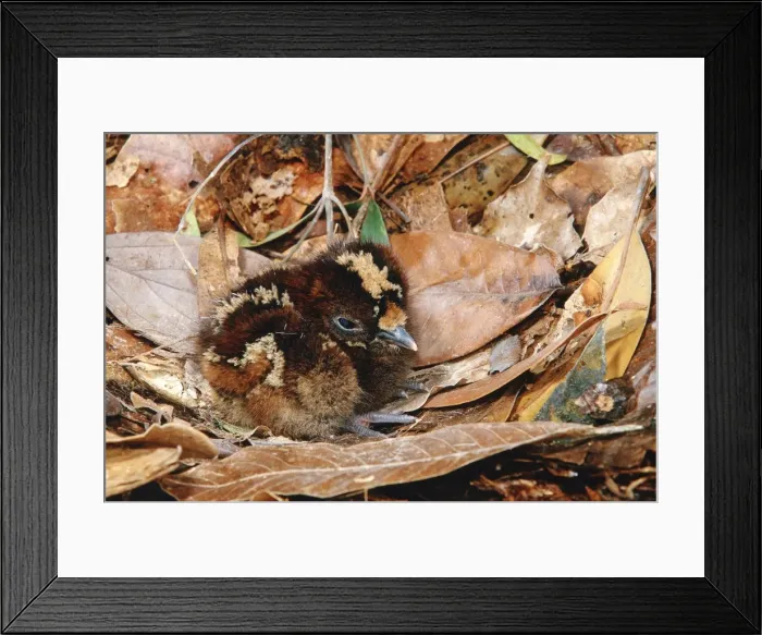 Framed Print : Kagu (Rhynochetos jubatus) Newly hatched chick on nest, New Caledonia, endemic to rainforests of New Caledonia JPF51956 Framed Print : Kagu (Rhynochetos jubatus) Newly hatched chick on nest, New Caledonia, endemic to rainforests of New Caledonia JPF51956