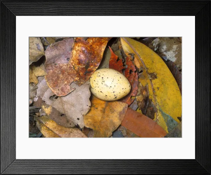 Framed Print : Kagu (Rhynochetos jubatus) Egg in nest on the ground, New Caledonia, endemic to rainforests of New Caledonia JPF51967 Framed Print : Kagu (Rhynochetos jubatus) Egg in nest on the ground, New Caledonia, endemic to rainforests of New Caledonia JPF51967