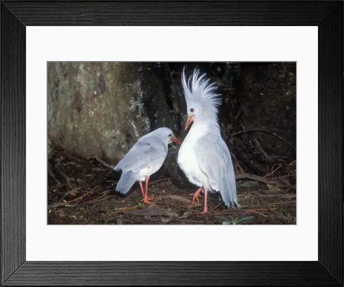 Framed Print : Kagu (Rhynochetus jubatus) territorial display: when two Kagu meet, even members of a pair, the male raises its crest, the female sometimes also. If another male enters the territory, a fight may occur, New Caledonia, rainforests of New Caledonia Framed Print : Kagu (Rhynochetus jubatus) territorial display: when two Kagu meet, even members of a pair, the male raises its crest, the female sometimes also. If another male enters the territory, a fight may occur, New Caledonia, rainforests of New Caledonia