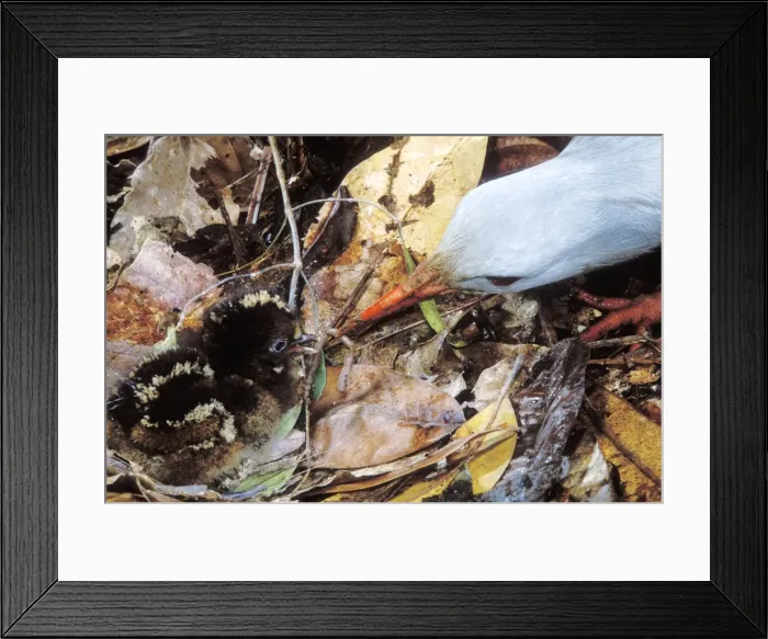 Framed Print : Kagu (Rhynochetos jubatus) chick betwen 7 and 8 hours old, getting its first meal of a worm, New Caledonia, endemic to rainforests of New Caledonia JPF50738 Framed Print : Kagu (Rhynochetos jubatus) chick betwen 7 and 8 hours old, getting its first meal of a worm, New Caledonia, endemic to rainforests of New Caledonia JPF50738