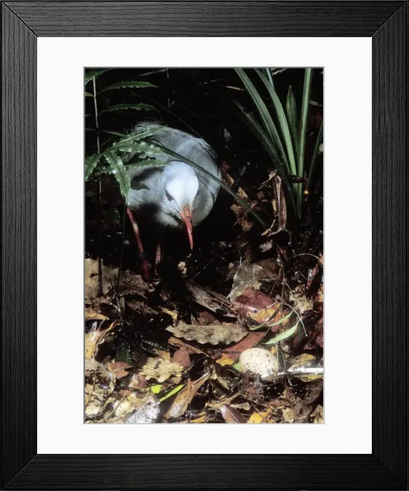 Framed Print : Kagu (Rhynochetos jubatus) hen approaching egg, New Caledonia, endemic to rainforests of New Caledonia JPF50737 Framed Print : Kagu (Rhynochetos jubatus) hen approaching egg, New Caledonia, endemic to rainforests of New Caledonia JPF50737