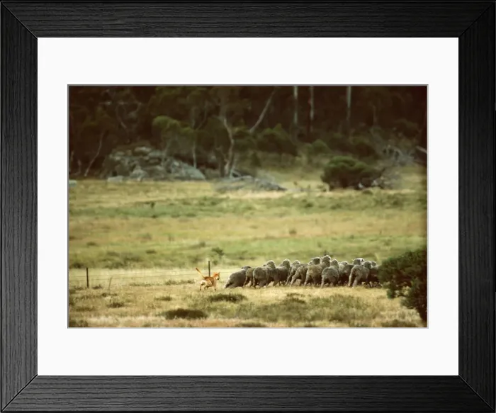 Framed Print : Dingo - chasing a flock of sheep, Southeastern Australia JPF23343