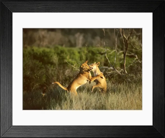 Framed Print : Dingo (Canis lupus dingo) pair fighting, Australia JPF23336 Framed Print : Dingo (Canis lupus dingo) pair fighting, Australia JPF23336