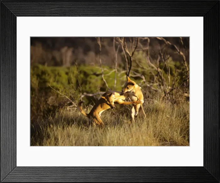 Framed Print : Dingo (Canis lupus dingo) fighting, East coast, New South Wales, Australia JPF23335 Framed Print : Dingo (Canis lupus dingo) fighting, East coast, New South Wales, Australia JPF23335
