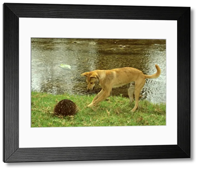Framed Print : Dingo (Canis lupus dingo) trying to get at a burrowing Echidna, Southern New South Wales, Australia JPF23327 Framed Print : Dingo (Canis lupus dingo) trying to get at a burrowing Echidna, Southern New South Wales, Australia JPF23327