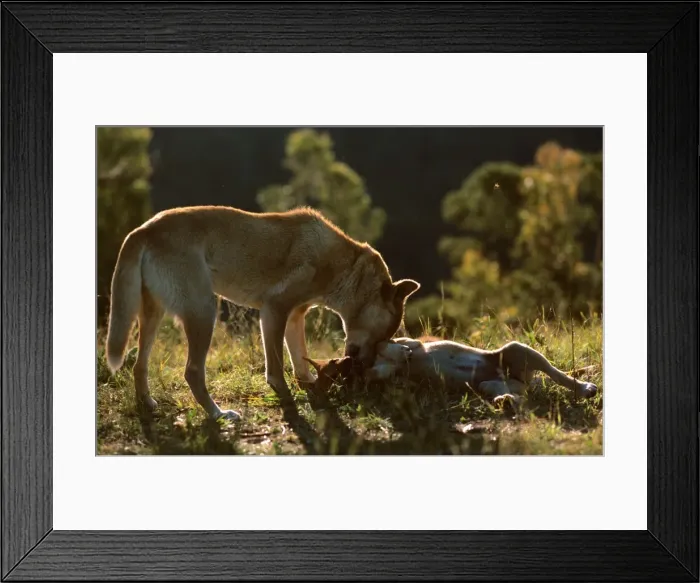 Framed Print : Dingo (Canis familiaris dingo) female with pup, Australia JPF23378