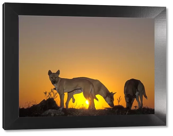 Dingo (Canis lupus dingo) three animals, silhouetted against sunset, Eastern Australia JPF26710