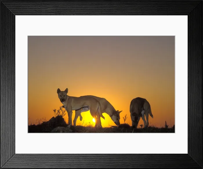 Framed Print : Dingo (Canis lupus dingo) three animals, silhouetted against sunset, Eastern Australia JPF26710 Framed Print : Dingo (Canis lupus dingo) three animals, silhouetted against sunset, Eastern Australia JPF26710