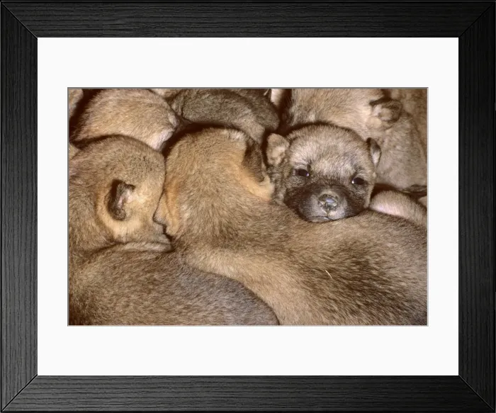 Framed Print : Dingo (Canis lupus dingo) three-day pups huddle together in den, Southern New South Wales, Australia JPF26712 Framed Print : Dingo (Canis lupus dingo) three-day pups huddle together in den, Southern New South Wales, Australia JPF26712