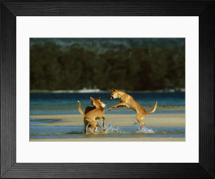 Framed Print : Dingo (Canis lupus dingo) three fighting at water's edge, Southeastern Australia JPF26718 Framed Print : Dingo (Canis lupus dingo) three fighting at water's edge, Southeastern Australia JPF26718