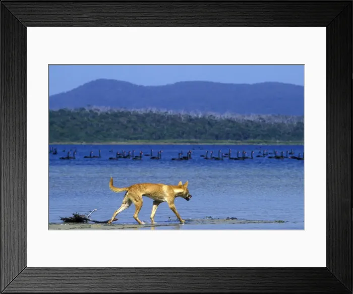 Framed Print : Dingo (Canis lupus dingo) eyeing Black Swans as it walks at edge of lake, Southeastern Australia JPF26717 Framed Print : Dingo (Canis lupus dingo) eyeing Black Swans as it walks at edge of lake, Southeastern Australia JPF26717