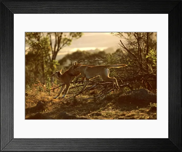 Framed Print : Dingo (Canis lupus dingo) fighting, Eastern Australia JPF26715