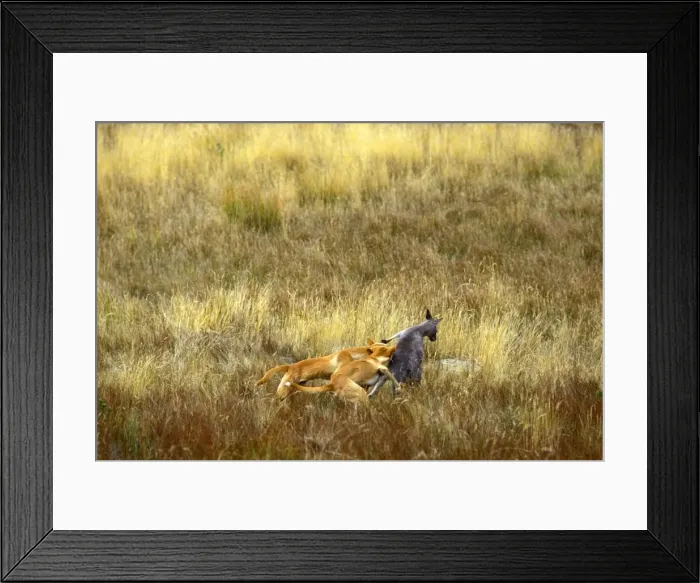 Framed Print : Dingo (Canis lupus dingo) pair catching an Eastern grey kangaroo Macropus giganteus, Eastern Australia JPF26722 Framed Print : Dingo (Canis lupus dingo) pair catching an Eastern grey kangaroo Macropus giganteus, Eastern Australia JPF26722