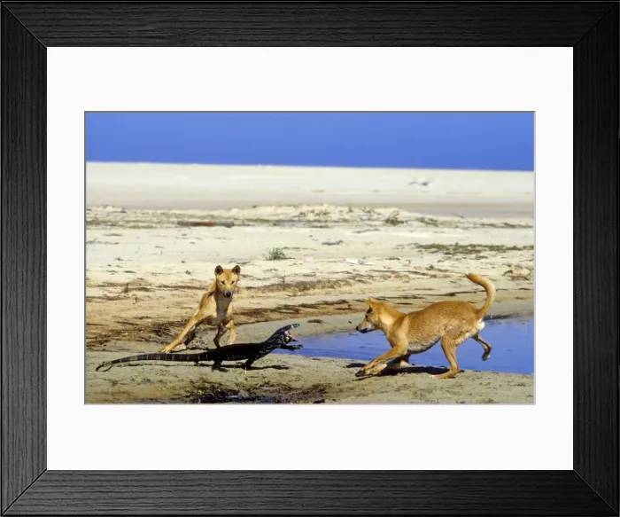 Framed Print : Dingo (Canis lupus dingo) two animals with Lace monitor (Varanus varius) Nadgee Nature Reserve, New South Wales, Australia JPF26721 Framed Print : Dingo (Canis lupus dingo) two animals with Lace monitor (Varanus varius) Nadgee Nature Reserve, New South Wales, Australia JPF26721