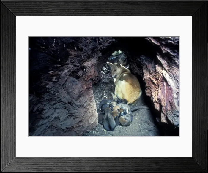 Framed Print : Dingo (Canis lupus dingo) mother and three-day-old pups (12 of them) inside hollow log, Southern New South Wales, Australia JPF26726 Framed Print : Dingo (Canis lupus dingo) mother and three-day-old pups (12 of them) inside hollow log, Southern New South Wales, Australia JPF26726