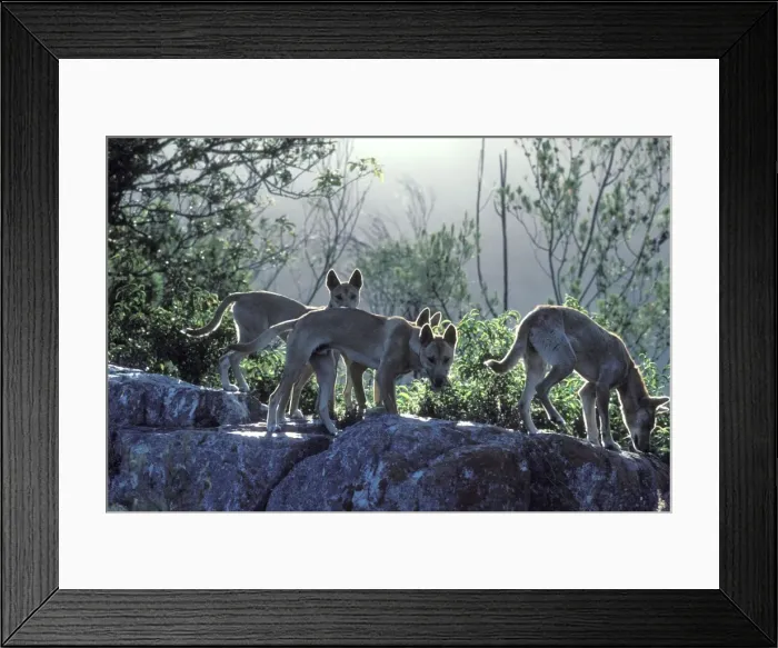 Framed Print : Dingo (Canis lupus dingo) young animals, Nadgee Nature Reserve, New South Wales, Australia JPF26725 Framed Print : Dingo (Canis lupus dingo) young animals, Nadgee Nature Reserve, New South Wales, Australia JPF26725
